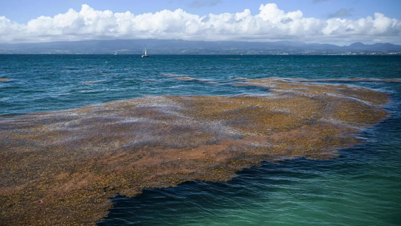 Giant Seaweed Bloom Florida